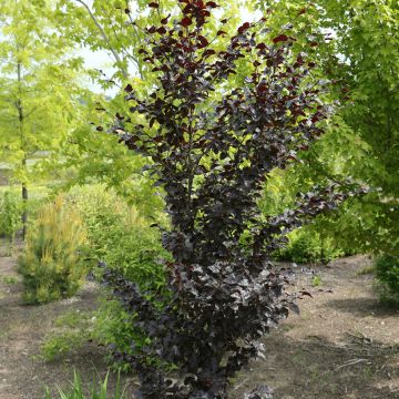 Hêtre pourpre pleureur - Fagus sylvatica Purpurea Pendula