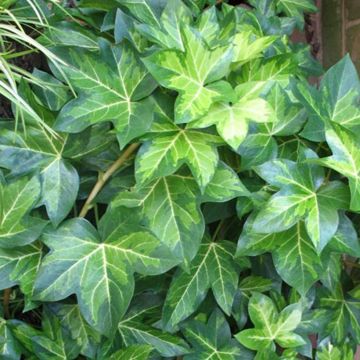 Fatshedera lizei Variegata - Lierre arborescent panaché