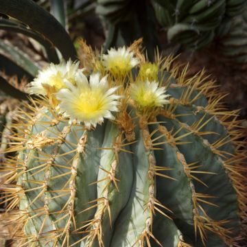 Ferocactus glaucescens - Cactus tonneau