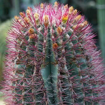 Ferocactus stainesii var. pilosus - Cactus