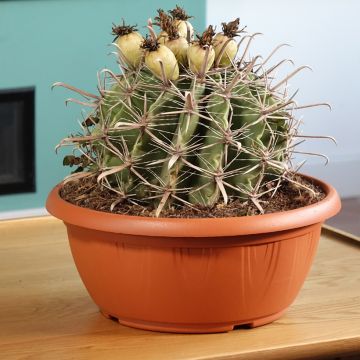 Ferocactus horridus - Cactus tonneau
