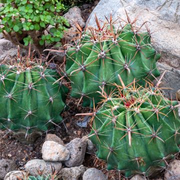 Ferocactus latispinus - Cactus tonneau