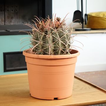 Ferocactus rectispinus - Cactus tonneau