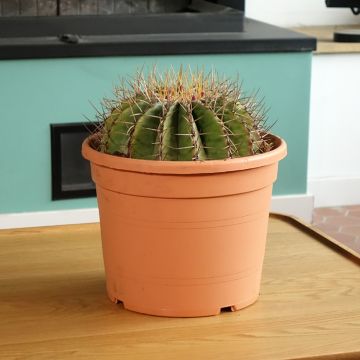 Ferocactus schwarzii - Cactus barrique