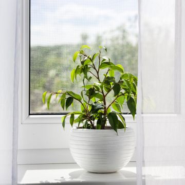 Ficus Exotica - Figuier pleureur