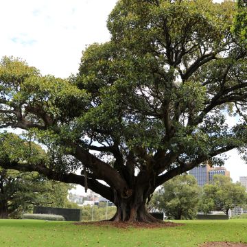 Ficus rubiginosa Australis - Figuier de Port Jackson