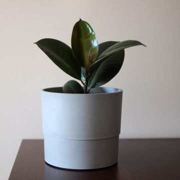Ficus Burgundy - Caoutchouc