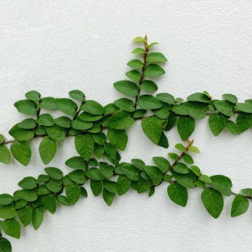 Ficus pumila Arina - Ficus nain rampant