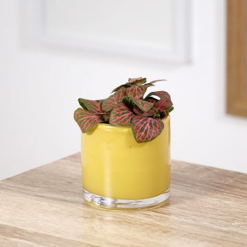 Fittonia Joly Josan Red