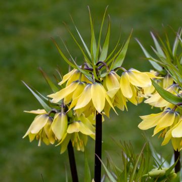 Fritillaire imperialis Striped Beauty - Couronne impériale