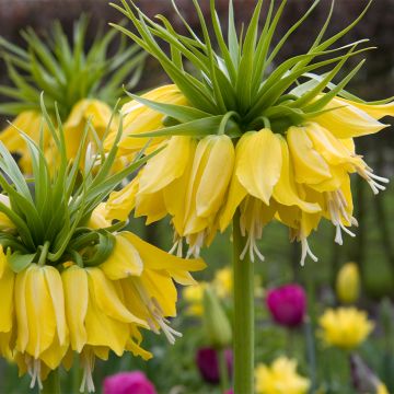 Fritillaire imperialis Lutea - Couronne impériale