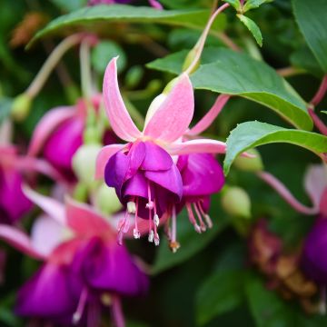 Fuchsia Bella Sacha