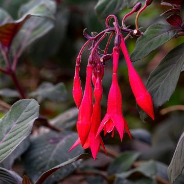 Fuchsia Bush Gartenmeister Bonstedt