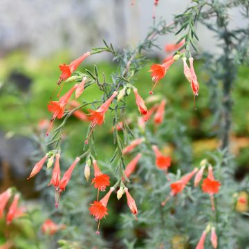 Zauschneria californica - Fushia de Californie