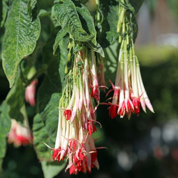 Fuchsia boliviana Alba - Fuchsia de Bolivie