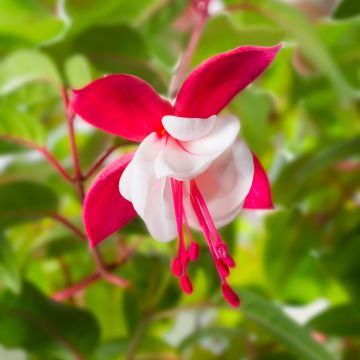 Fuchsia magellanica var. molinae