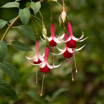 Fuchsia rustique Whiteknights Pearl