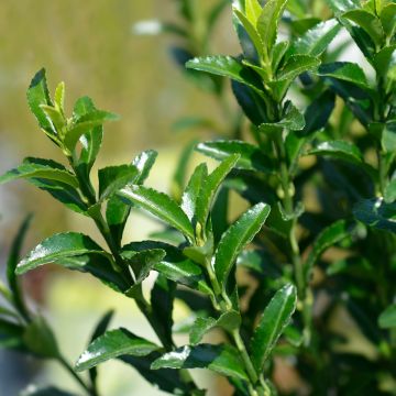 Fusain du Japon - Euonymus japonicus Green Spire