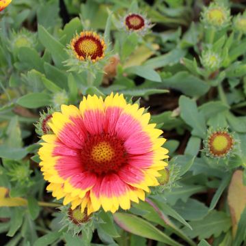 Gaillarde aristata Arizona Red en pot de 2/3 L