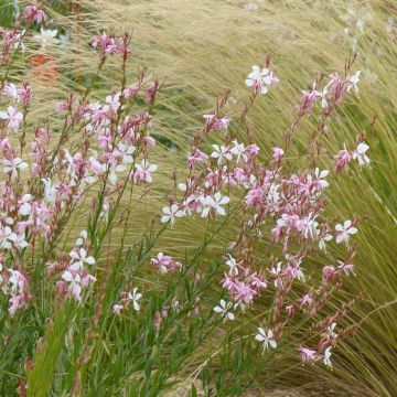 Gaura lindheimerii The Bride - Gaura de Lindheimer rose pâle