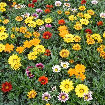 Graines de Gazania Zany F1 Mixture