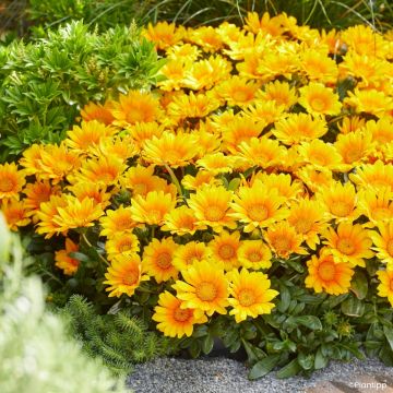 Gazania New Day Tiger Stripe mix - Duo de gazanies