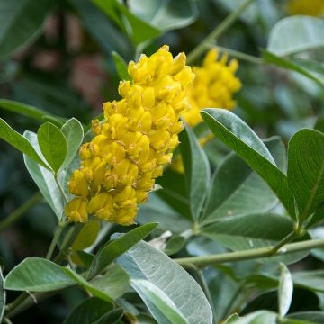 Genêt ananas - Cytisus Battandieri