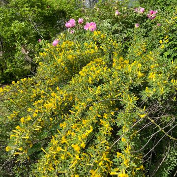 Genêt précoce - Cytisus praecox Allgold