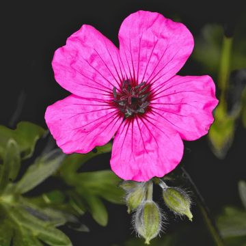 Geranium vivace cinereum Jolly Jewel Violet