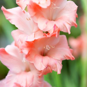Glaïeul ou Gladiolus Break of Dawn