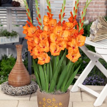 Glaïeul ou Gladiolus Break of Dawn