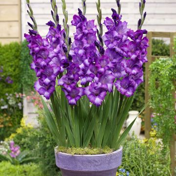 Glaïeul ou Gladiolus Break of Dawn