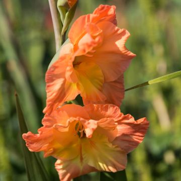 Glaïeul ou Gladiolus Break of Dawn