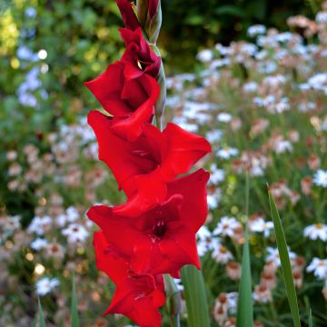 Glaïeul ou Gladiolus Break of Dawn