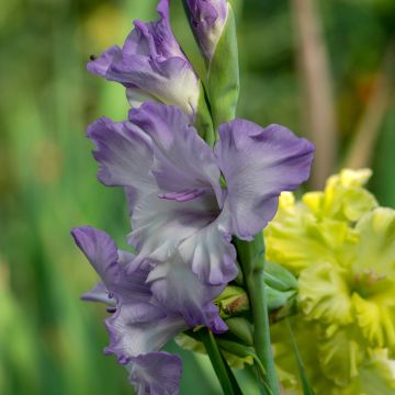 Glaïeul ou Gladiolus Break of Dawn