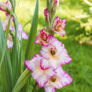 Glaïeul ou Gladiolus Break of Dawn