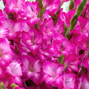 Glaïeul ou Gladiolus Break of Dawn