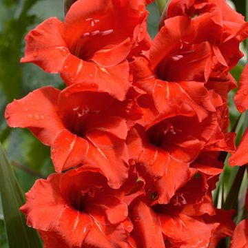 Glaïeul ou Gladiolus Break of Dawn