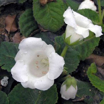 Gloxinia Mont Blanc  