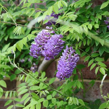 Glycine - Wisteria frutescens Longwood Purple en pot de 4l/5l
