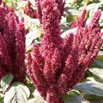 Graines d'Amarante Pygmy Torch (Flèche rouge)