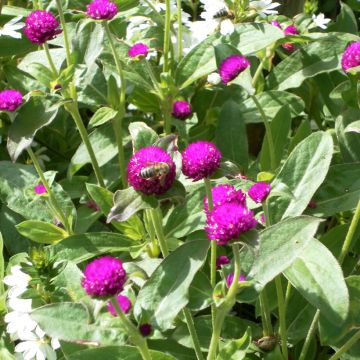 Graines d'Amarantine globuleuse QIS Formula Mix - Gomphrena globosa