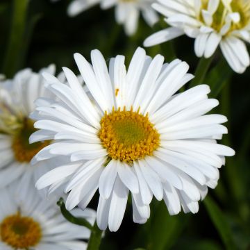 Graines d'Aster des Alpes White Beauty - Aster alpinus