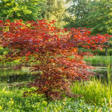 Acer Palmatum 