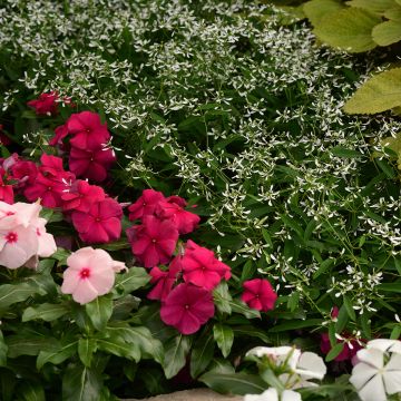 Graines d'Euphorbe de Corse - Euphorbia myrsinites