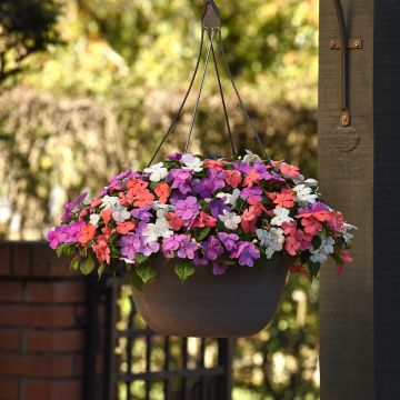 Graines d'Impatiente du Sultan F1 Circus Orange & White