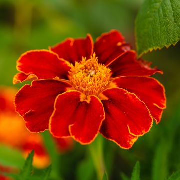 Graines d'Oeillet d'Inde Red Knight - Tagetes patula