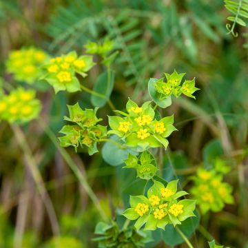 Graines de Bupleurum rotundifolium Green Gold - Buplèvre à feuilles rondes