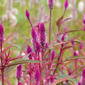 Graines de Célosie en épis Flamingo Purple - Celosia spicata
