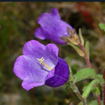 Campanule à grosses fleurs doubles - Campanula medium